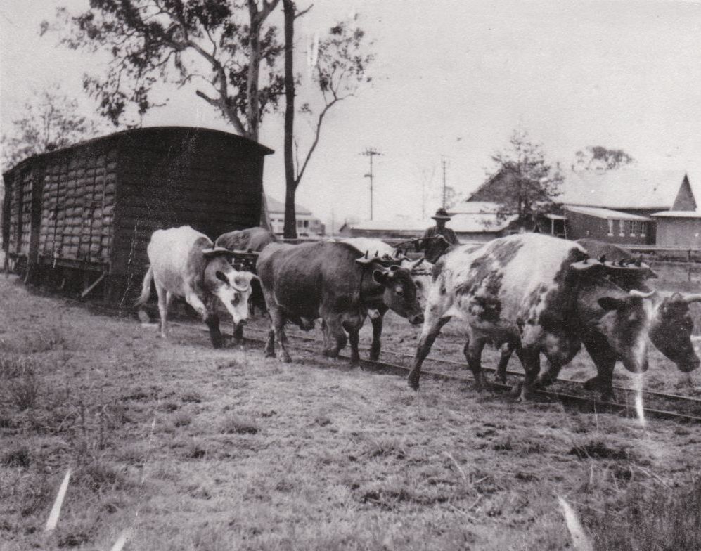Bullock team behind the Shire Hall, ca. 1935