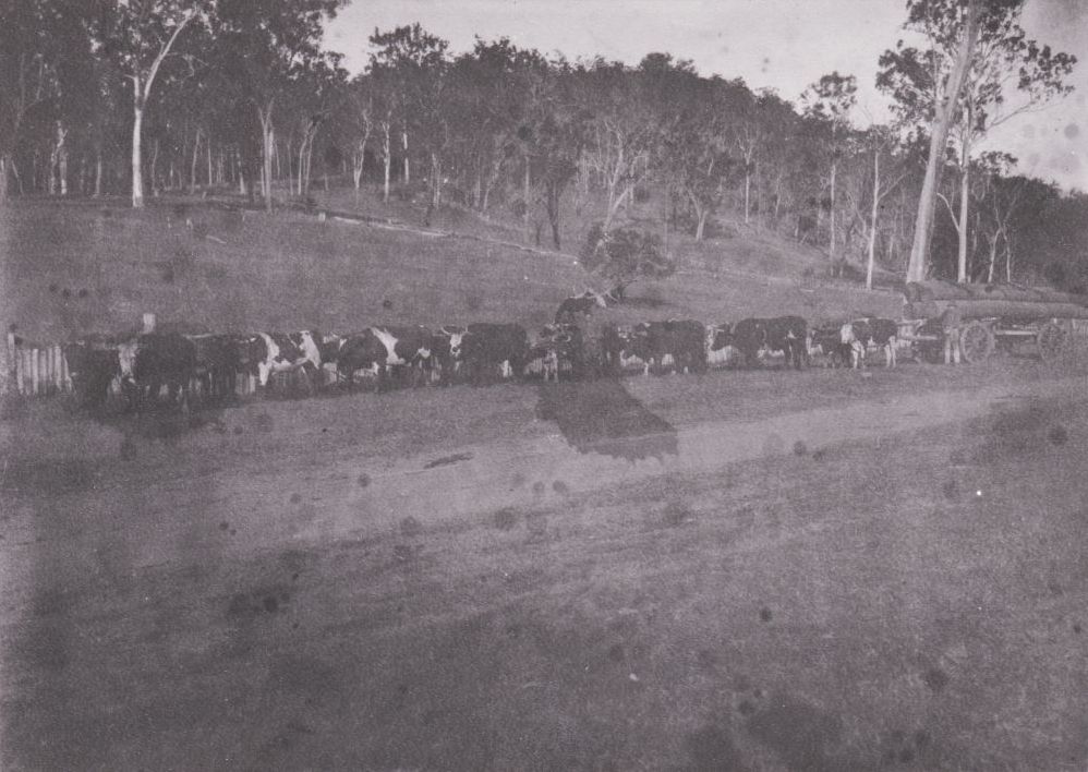 Driving a bullock team