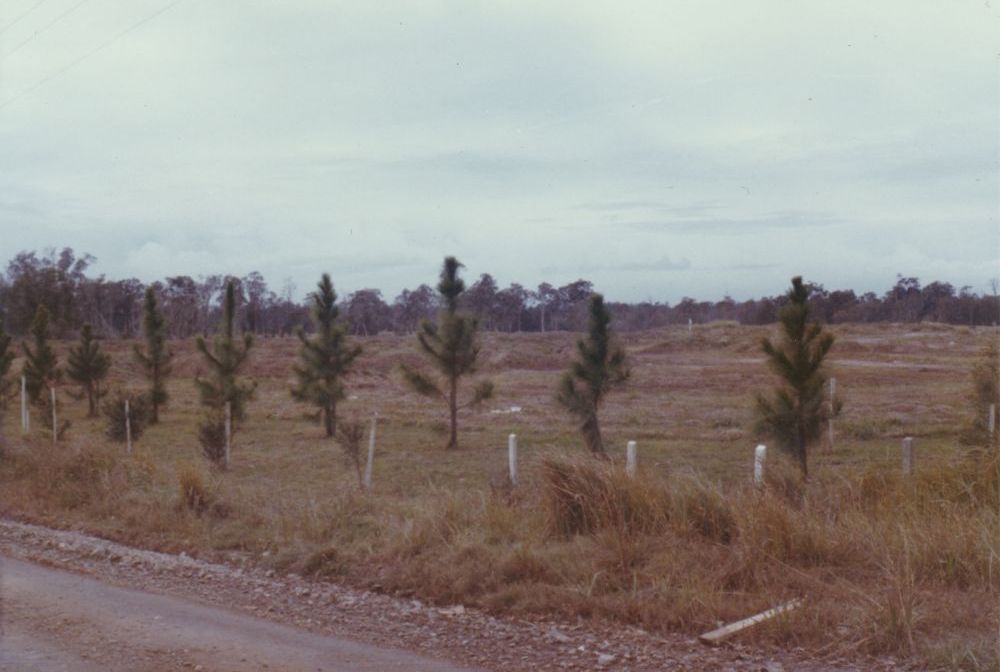 Young pine trees along a fenceline of a property being developed, ca. 1974