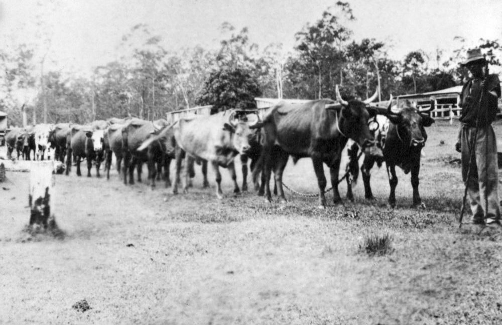 Bullock team snigging timber for the One Mile Creek bridge, 1931