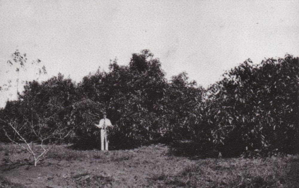Queensland Acclimatisation Society gardens, Lawnton, 1926