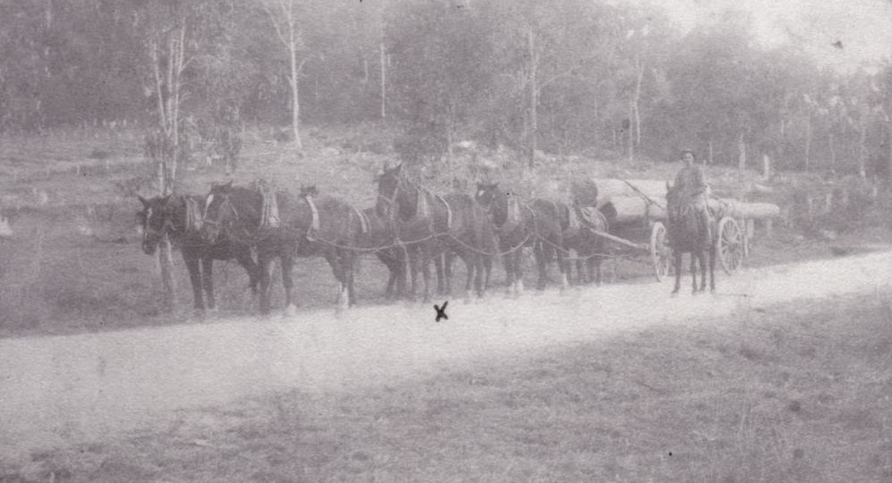 Jack Myles with horse team pulling a load of logs at Ferny Grove, 1917