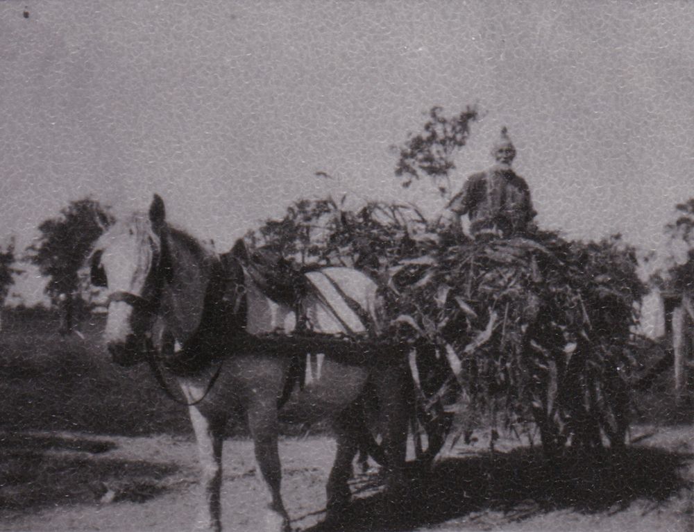 Gottlieb Hermann sitting on load of feed from Fred Hermann's farm, ca. 1930