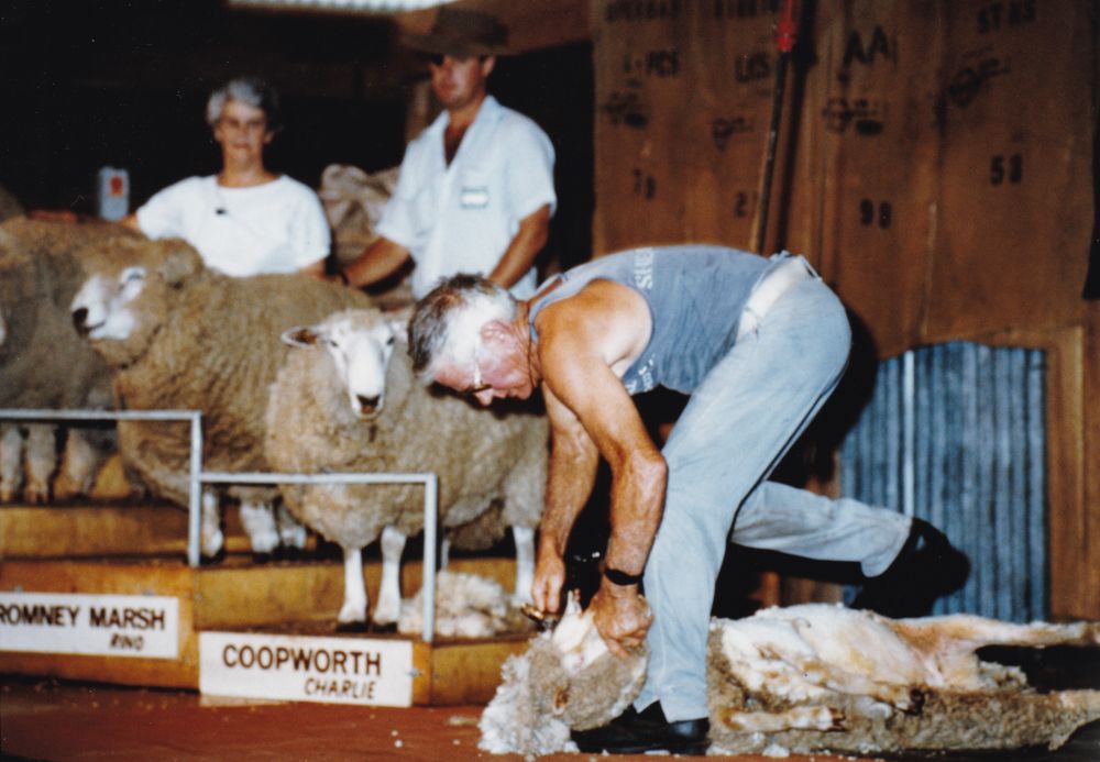 Man shearing a sheep