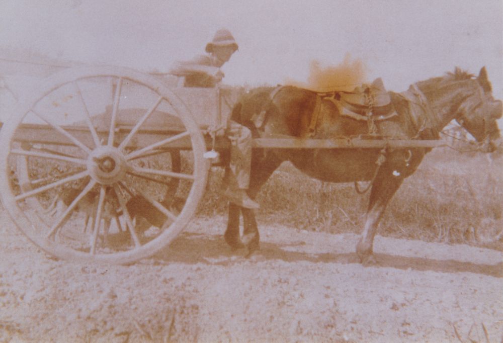 Horse and cart, ca. 1930