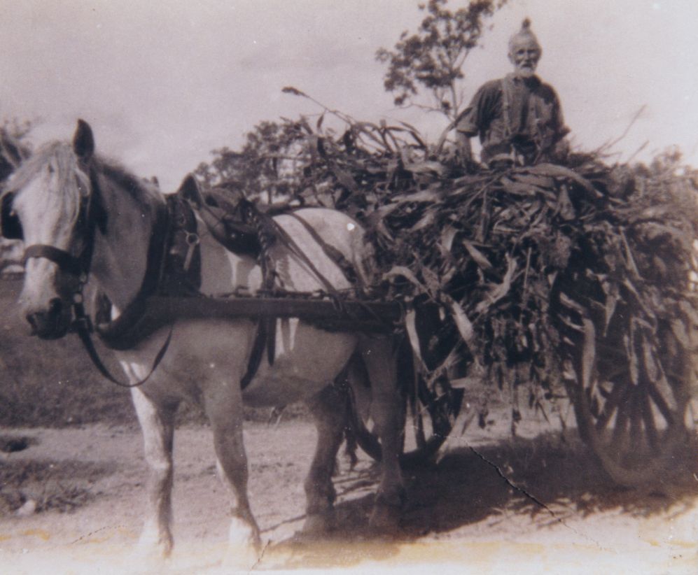 Gottlieb Hermann sitting on a load of feed from Fred Herman's farm, ca. 1930