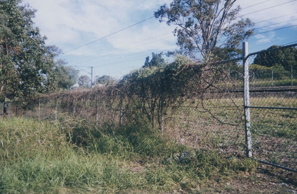 Surviving grapevine planted by Nikolaus Ebert, 1998