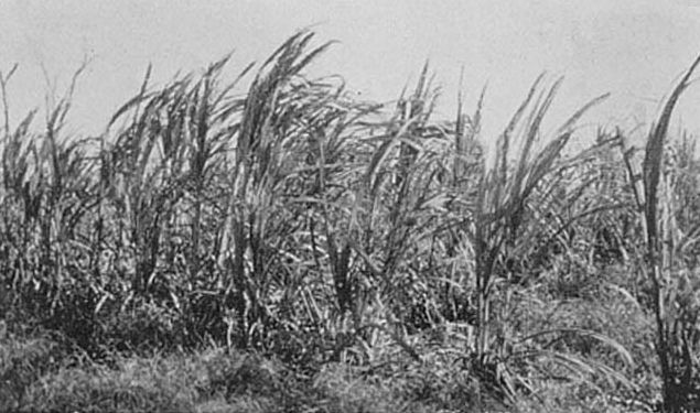 Sugar cane field, early 1900s
