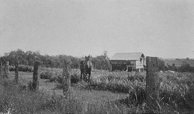 Horse in a field of pineapples, early 1900s