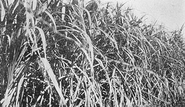 Sugar cane farm, Strathpine, early 1900s