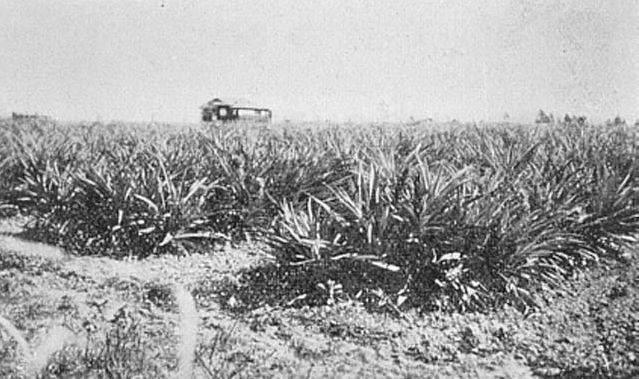 Pineapple farm in the Strathpine area, early 1900s