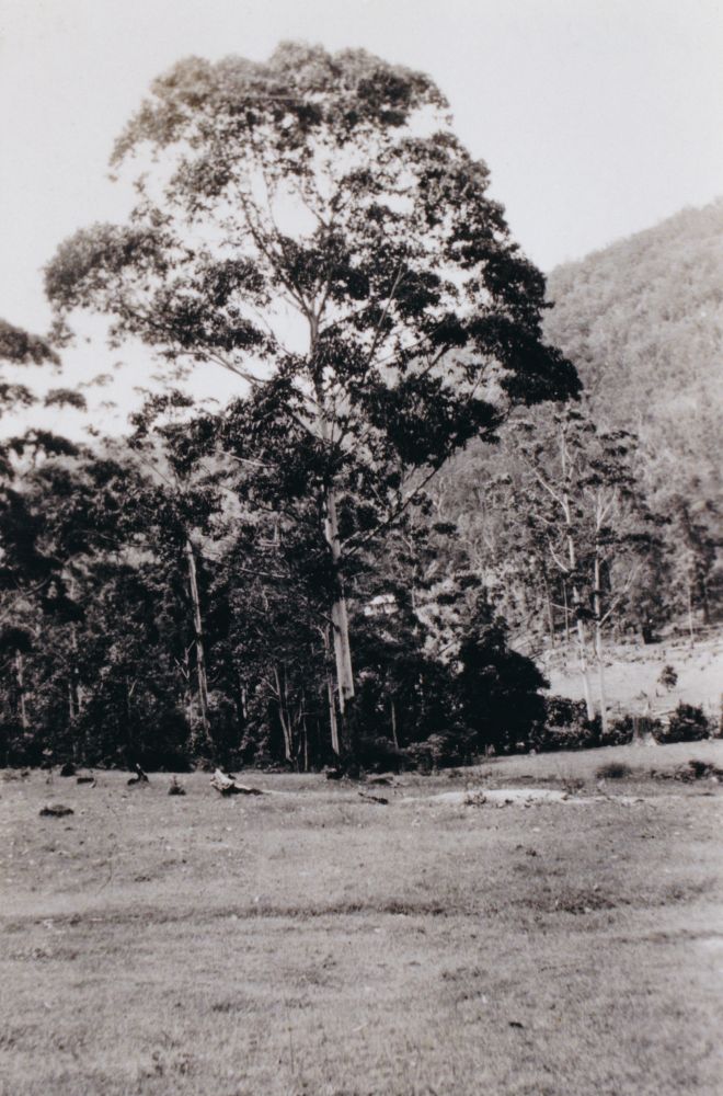 Fry family property at Cedar Creek, late 1920s.