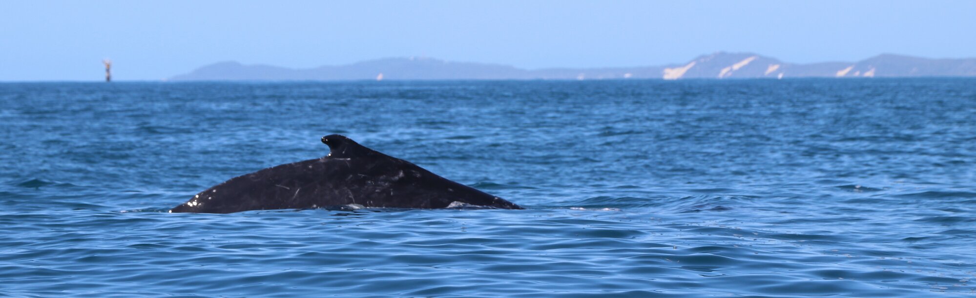 Whales - Woorim Beach, Bribie Island - 2020