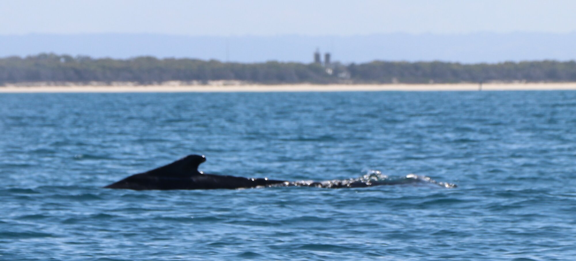 Whales - Woorim Beach, Bribie Island - 2020