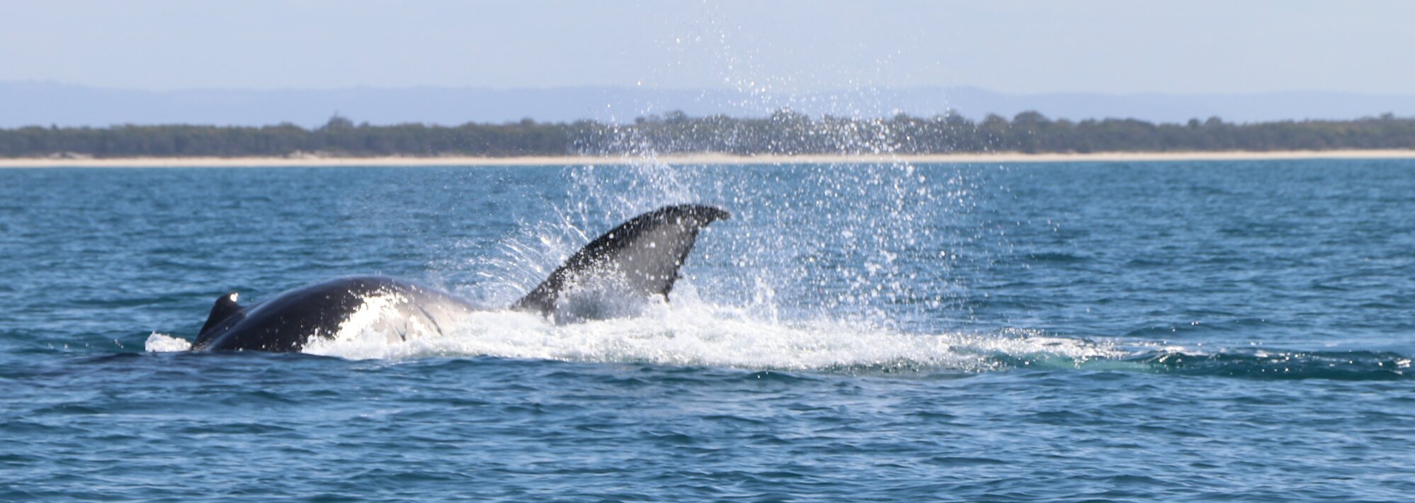 Whales - Woorim Beach, Bribie Island - 2020
