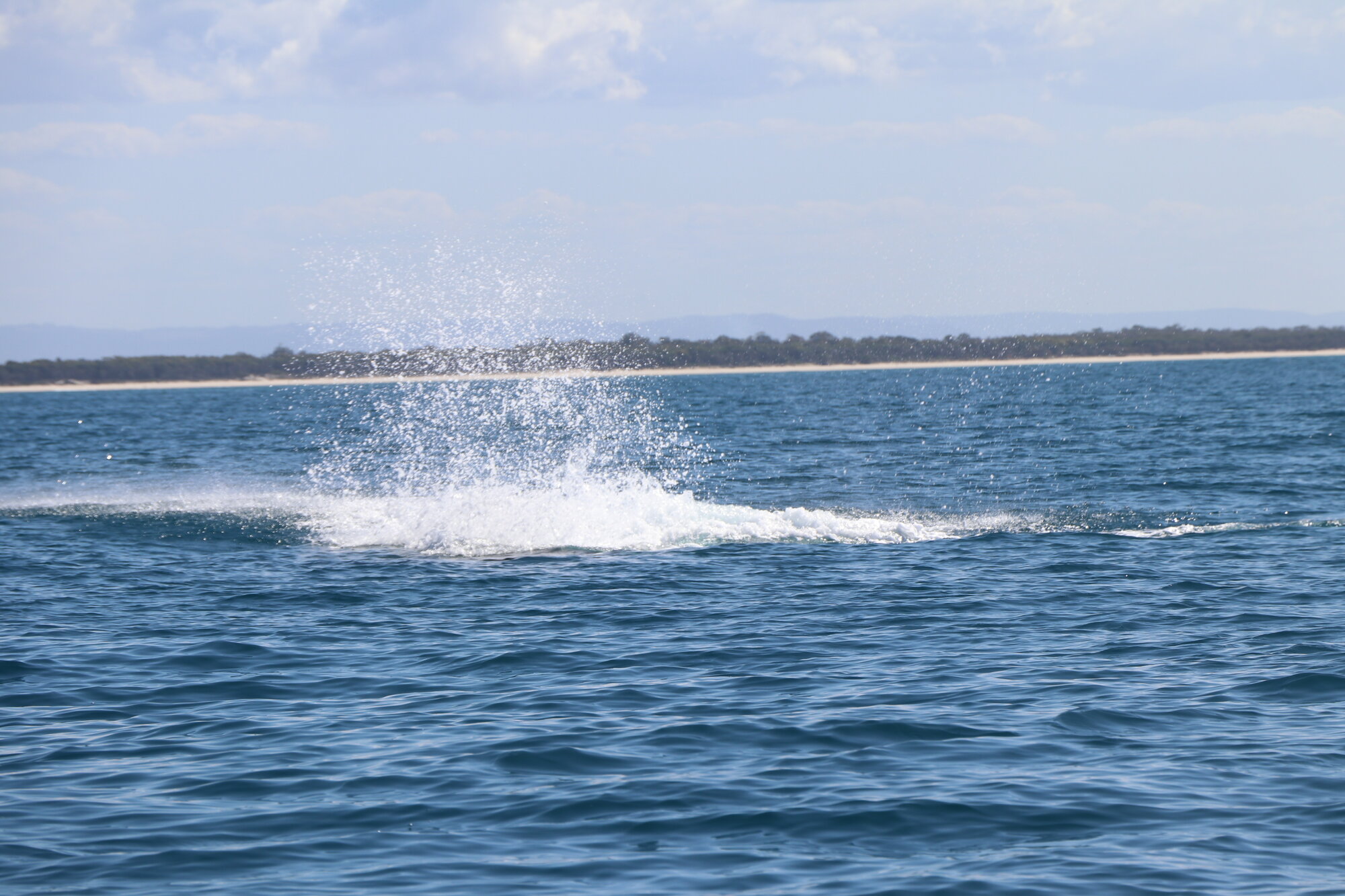 Whales - Woorim Beach, Bribie Island - 2020