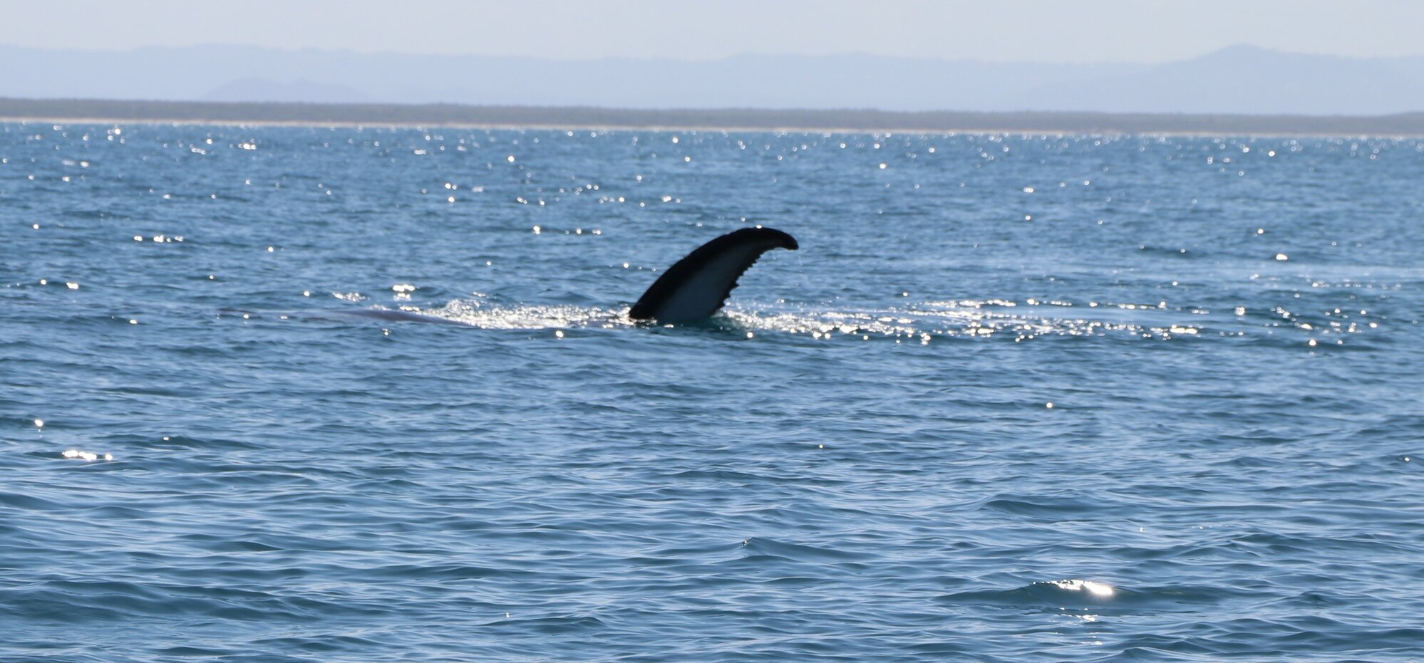 Whales - Woorim Beach, Bribie Island - 2020