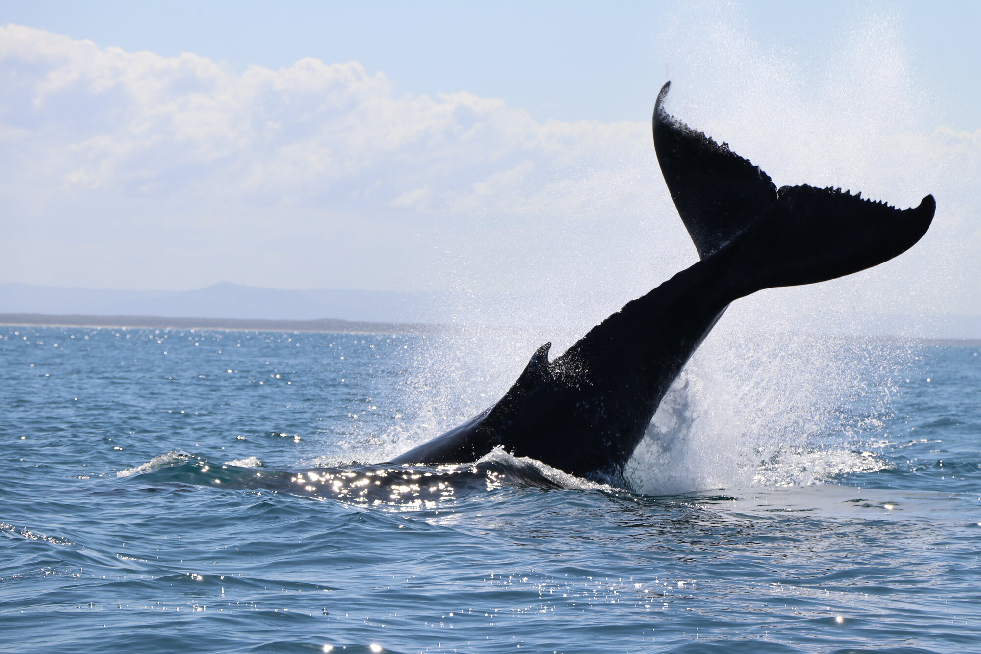 Whales - Woorim Beach, Bribie Island - 2020