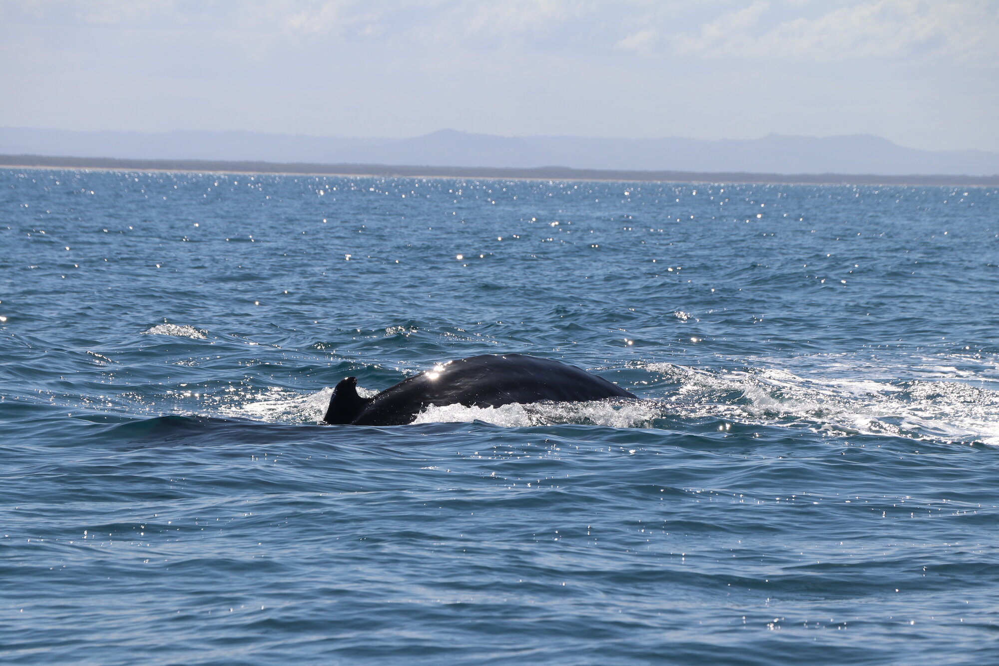 Whales - Woorim Beach, Bribie Island - 2020
