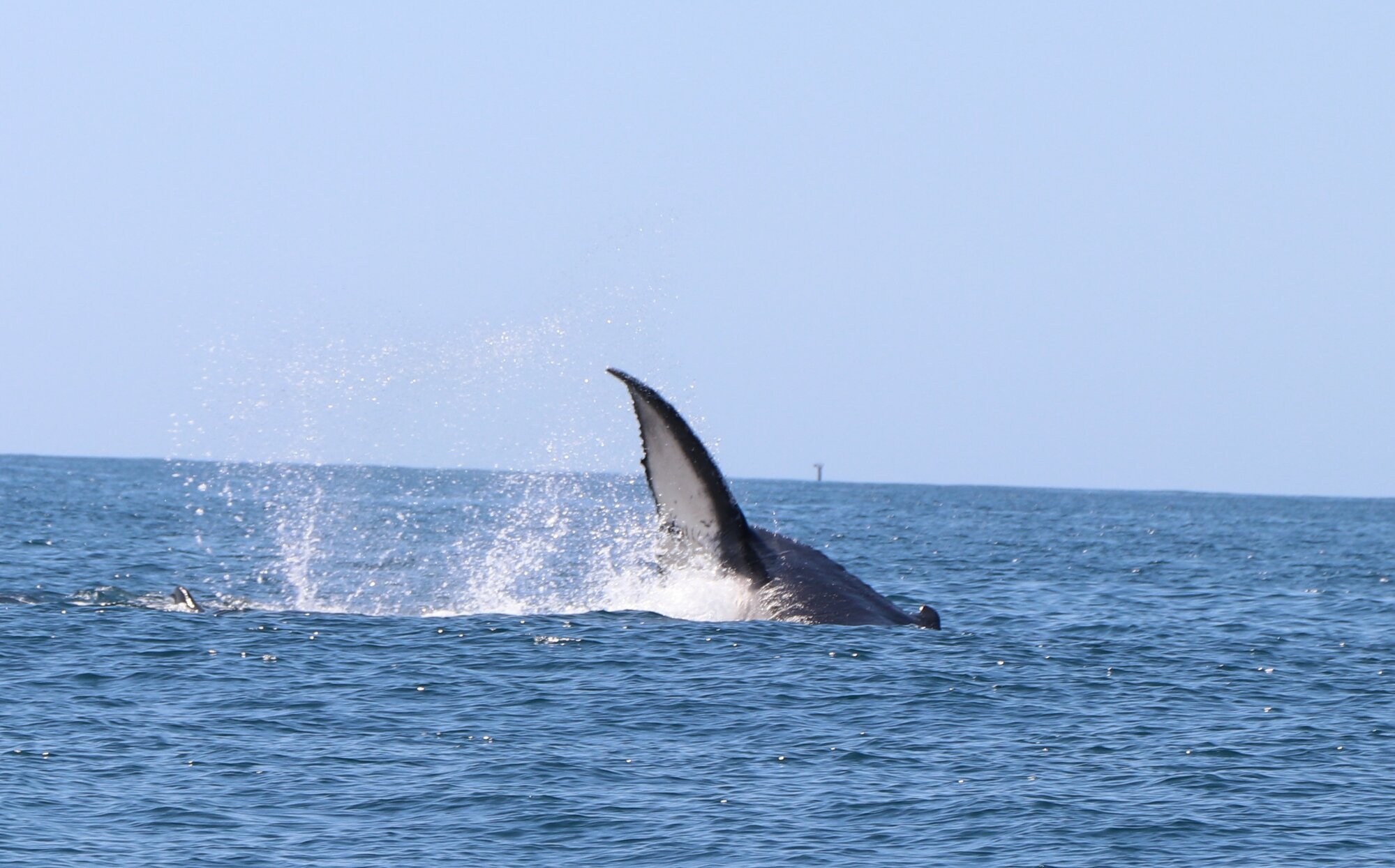 Whales - Woorim Beach, Bribie Island - 2020