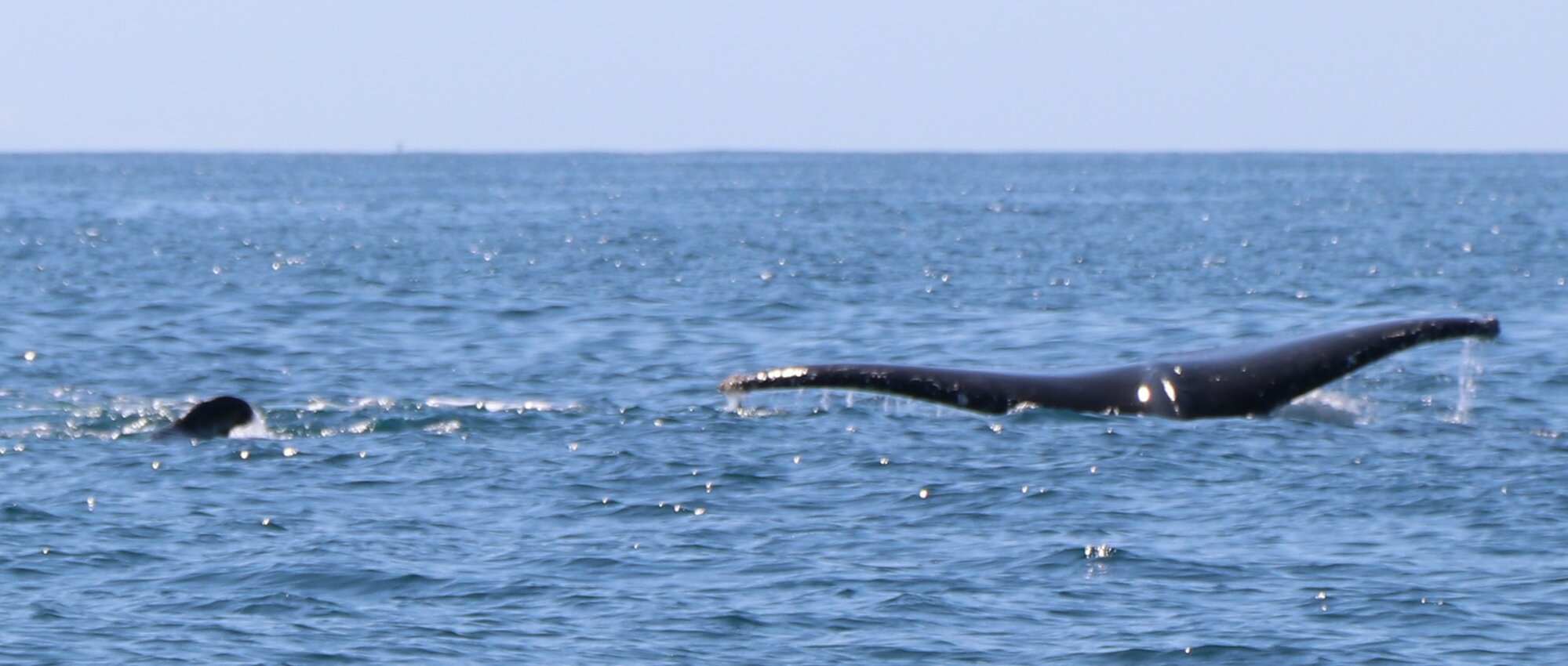 Whales - Woorim Beach, Bribie Island - 2020