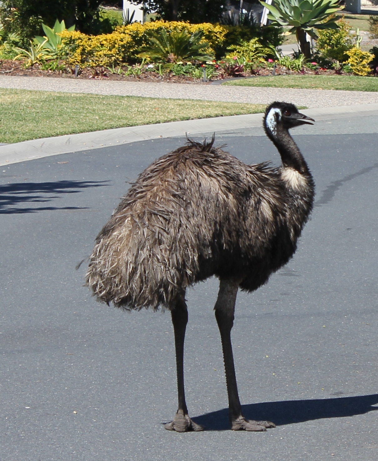 Eric Comes Calling - 2015