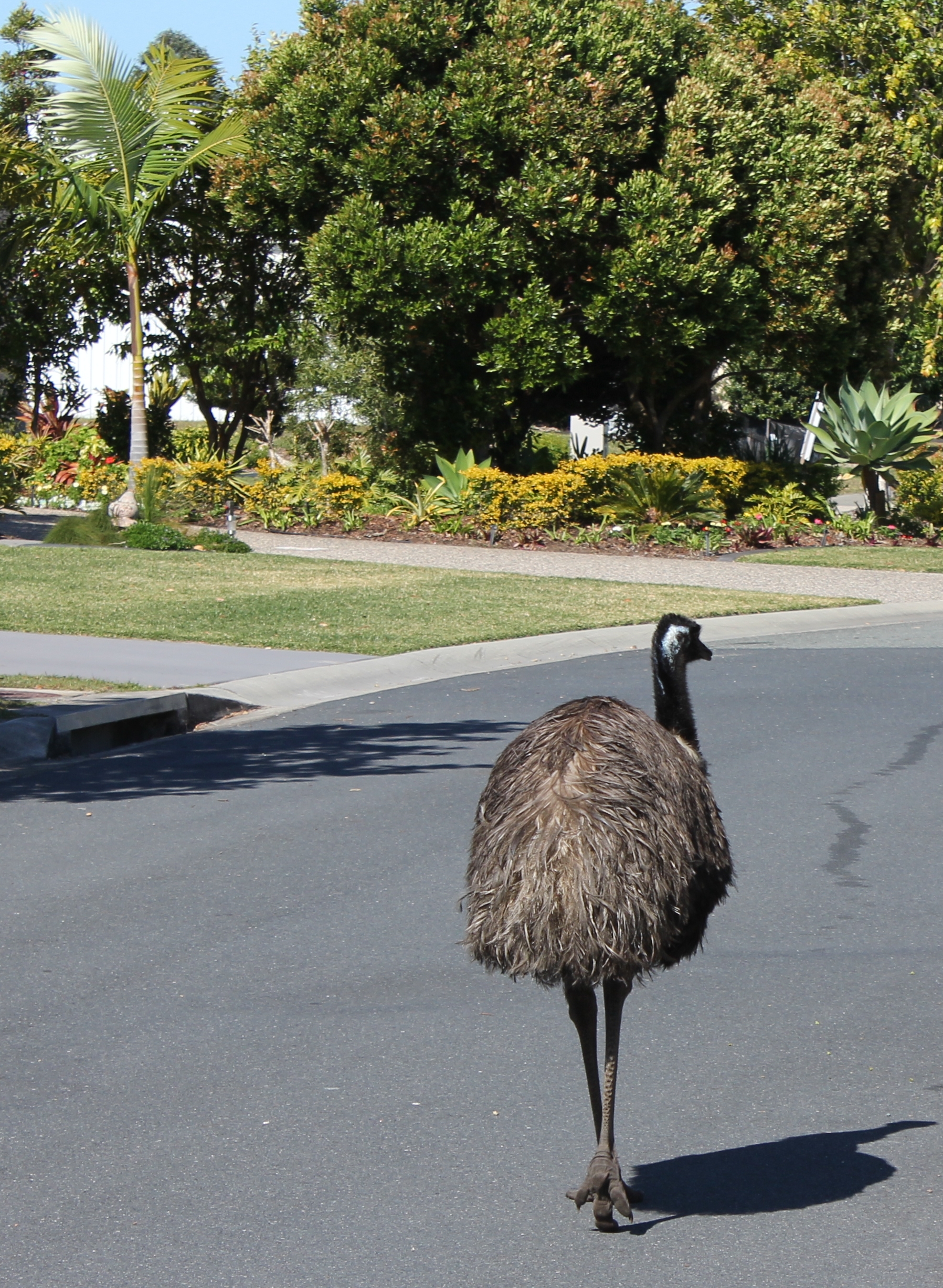 Eric Comes Calling - 2015