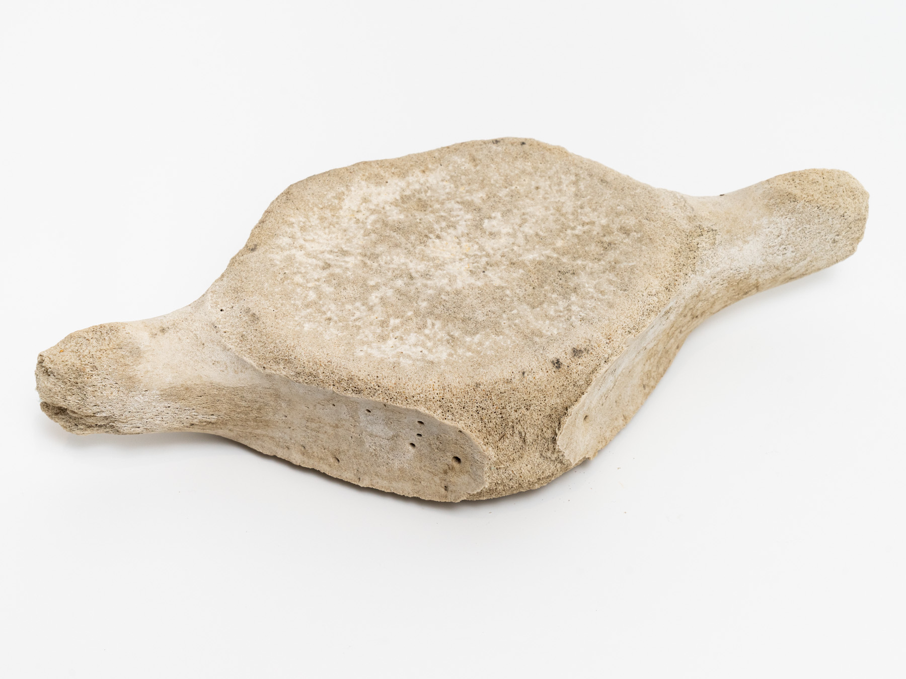 Whale vertebrae bone