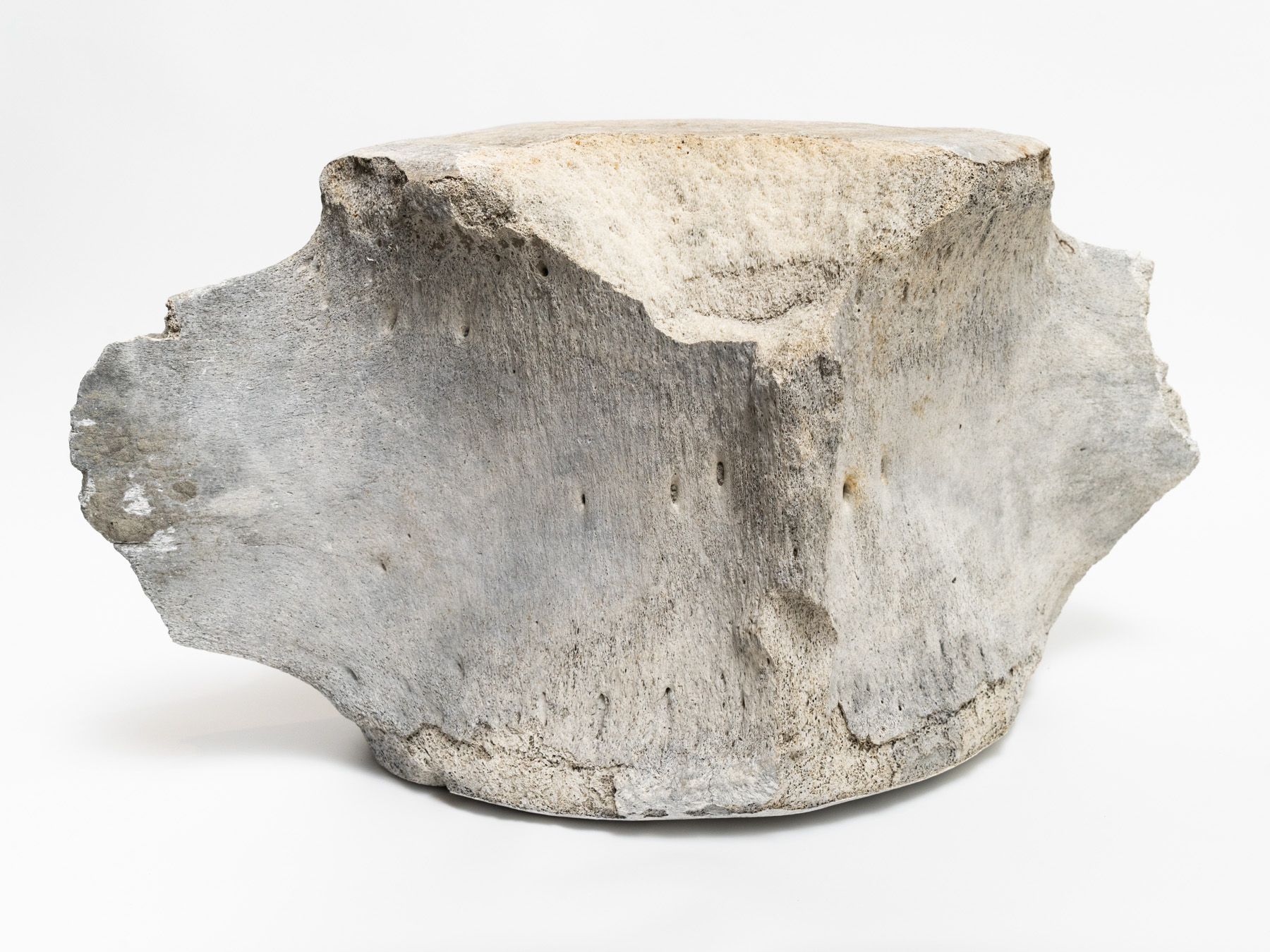 Whale bone