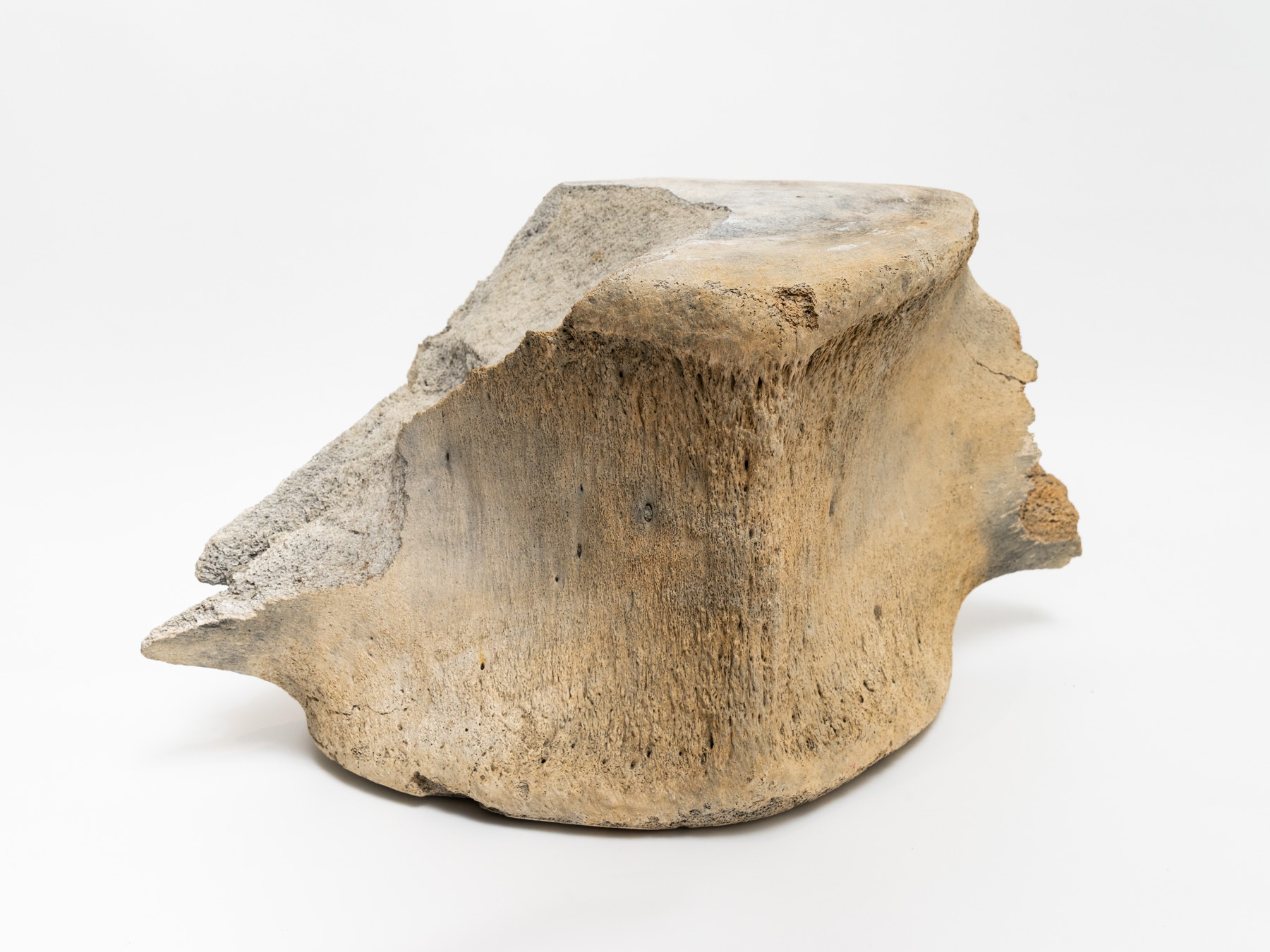 Whale bone