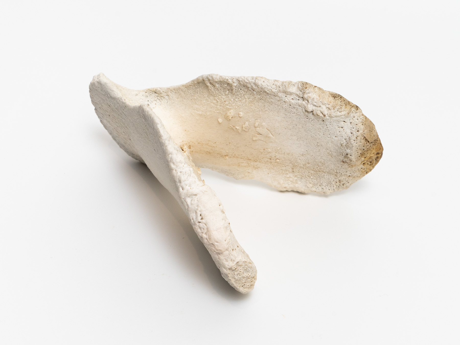 Whale bone - Southern right whale