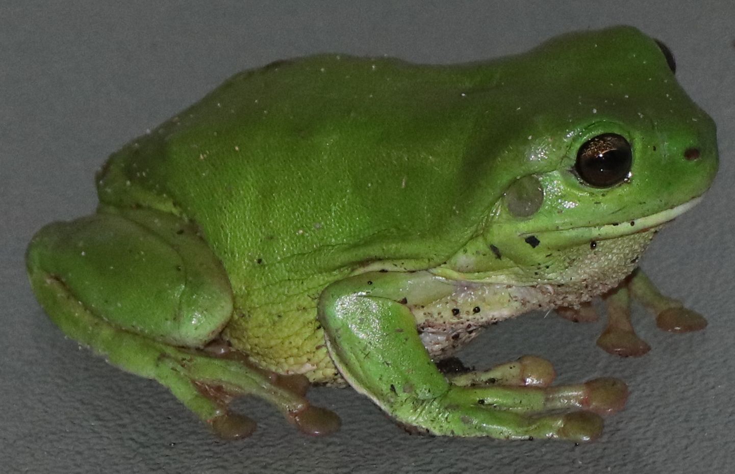 Green Frog Comes Calling to Banksia Beach
