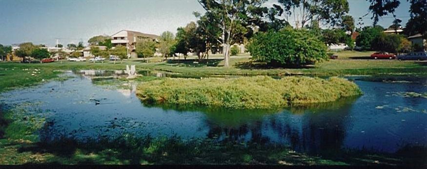 Reed bed in the creek