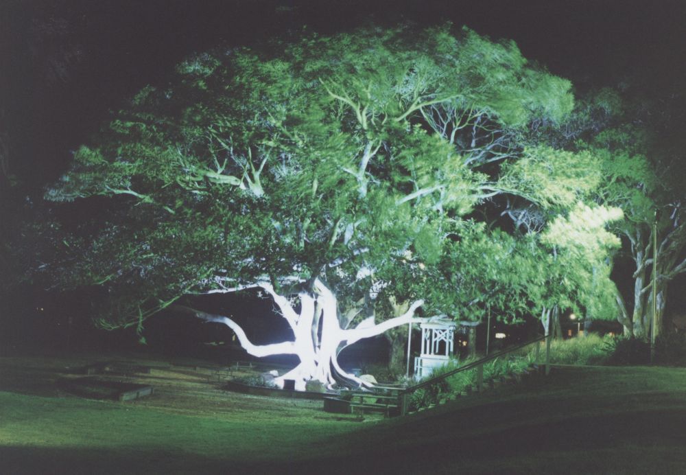 Illuminated Tree at Scarborough