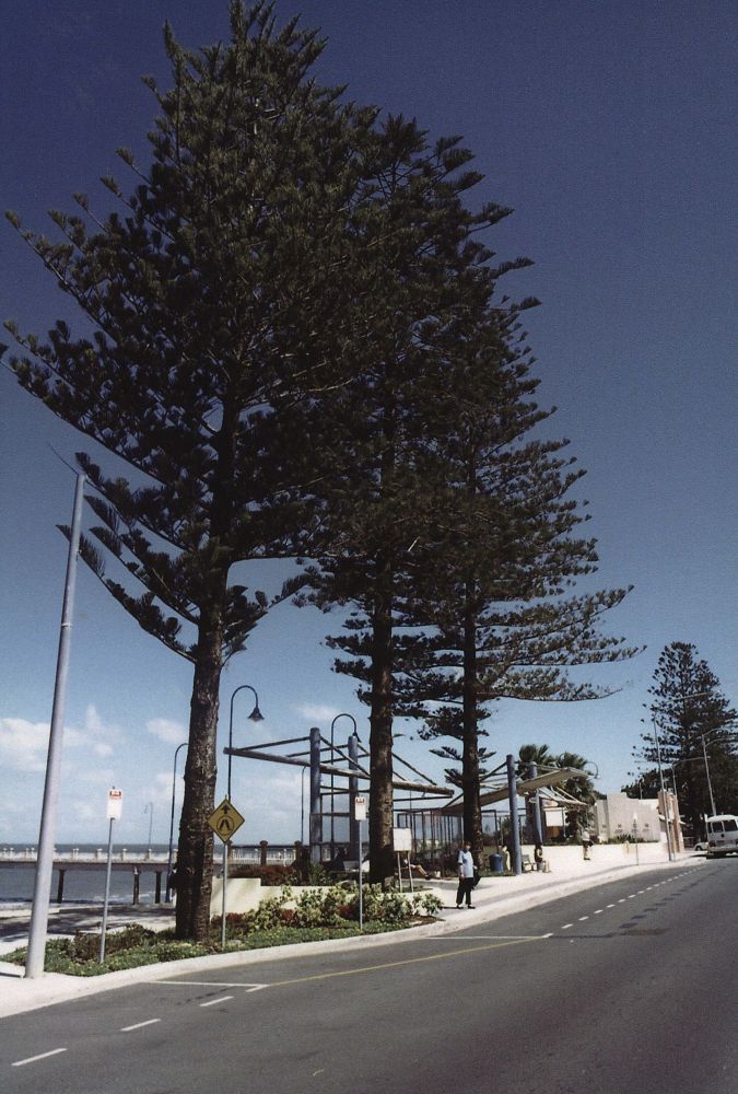Pine trees on Redcliffe Parade