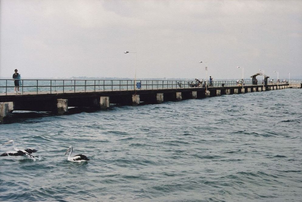 Pelicans at Woody Point