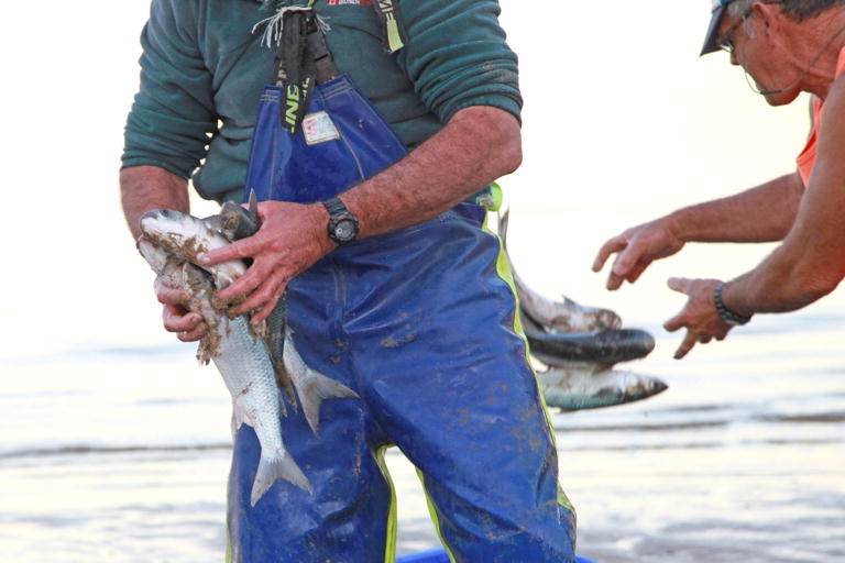 Mullet Run Redcliffe