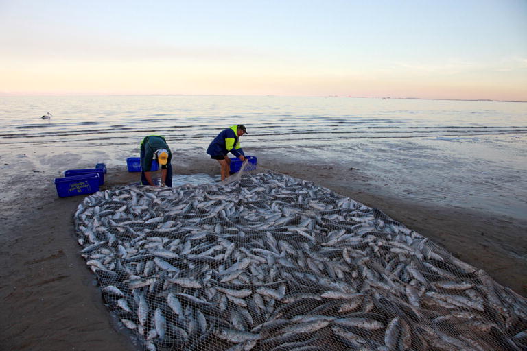 Mullet Run Redcliffe