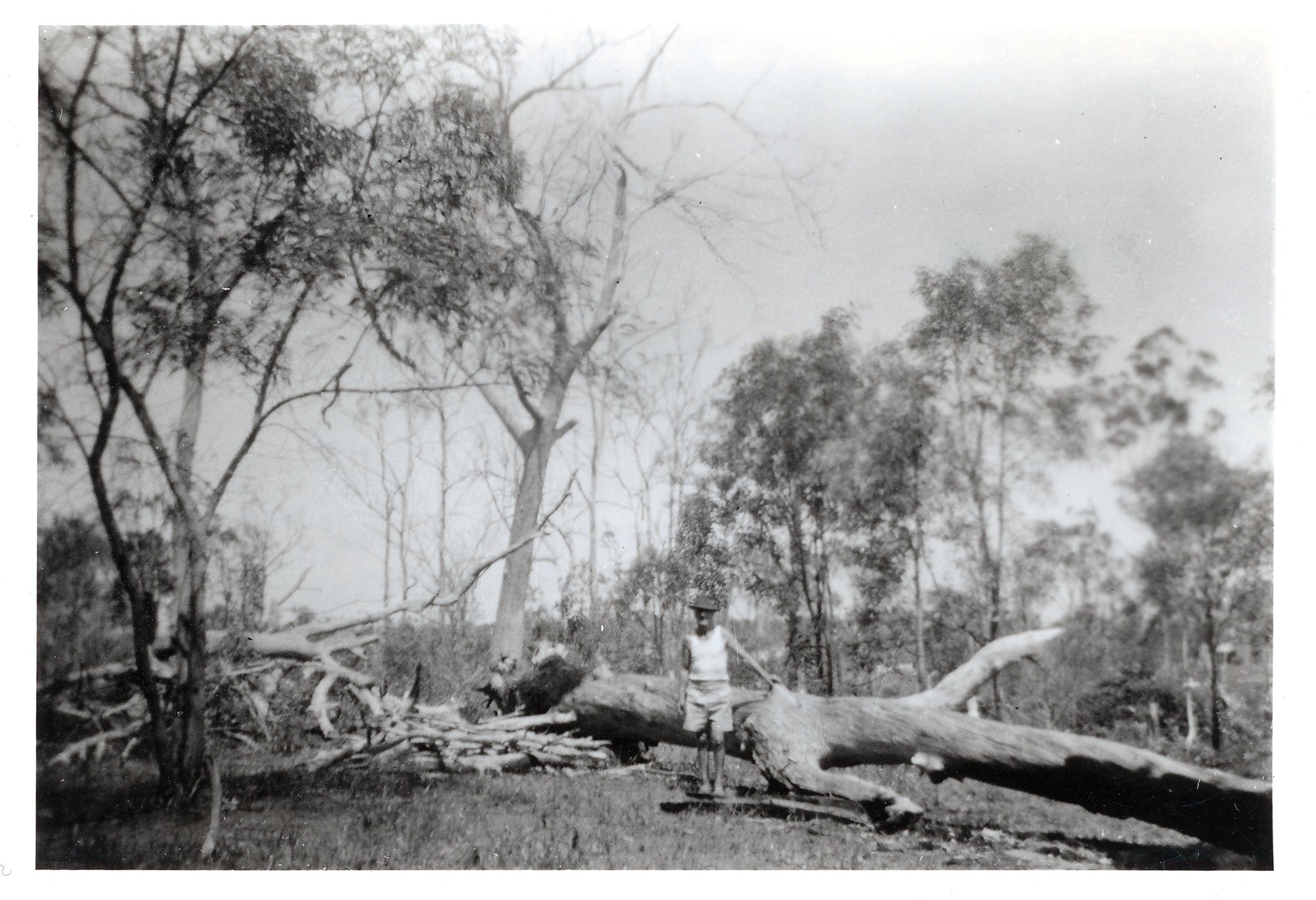 Len Pitkin Clearing trees at 100 Laura Street