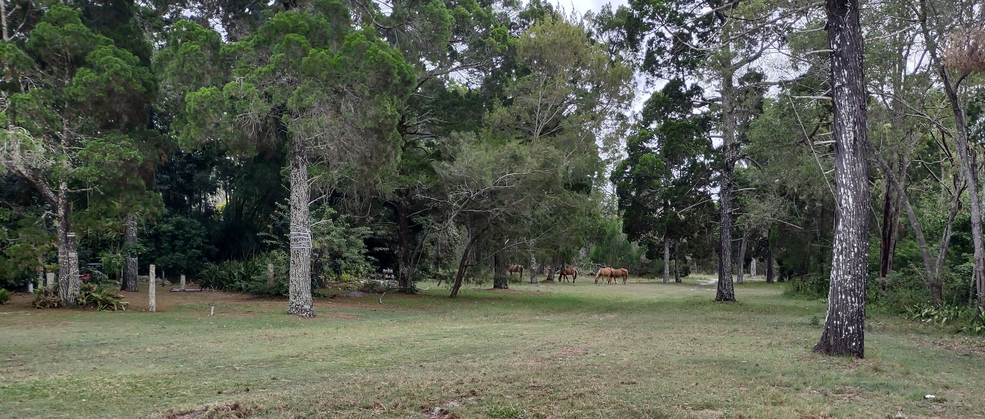 Brumbies at White Patch
