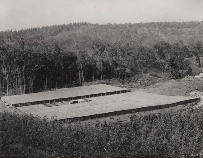 Forestry - General View of Hoop Pine Nursery