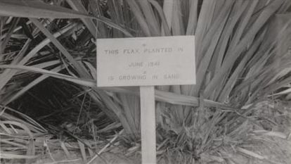 Forestry - Flax planted in June 1941