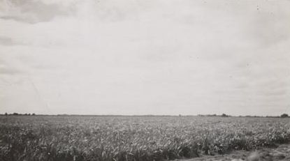 Forestry - Flax Plantation