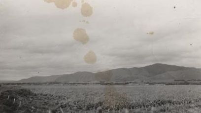 Forestry - Plantation in New Zealand