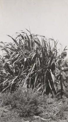 Forestry - Mr Boyce inspects Phormium