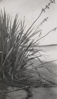 Forestry - Phormium growing on the sandy shore