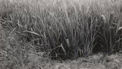 Forestry - Over mature seedlings