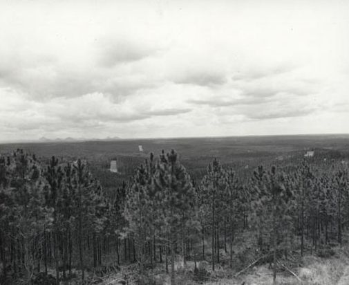 Forestry - Looking out across Forestry Plantation