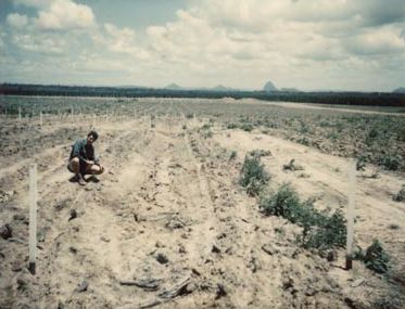 Forestry - Newly planted section of forestry