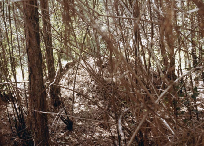 Forestry - Bush Turkey nest